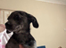Black Merle daschound puppy