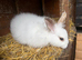 Beautiful mixed breed rabbits
