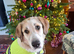 Rescued mix, lovely personality,2 years old