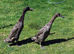 Pair of Blue Indian runners