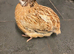 Jumbo quail fertile eggs