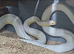 Stunning Corn Snake Hatchlings