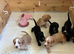Cocker spaniels