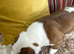 Boxer boy puppy