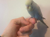 Hand tame baby budgies