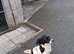 Springer spaniel English