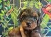 Yorkiepoo