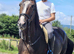 Beautiful warmblood gelding