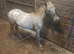 Reg British Spotted Pony yearling colt