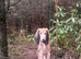 7 year old saluki