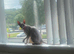 Female Sphynx for sale