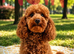 Astonishing! High Quality Toy Poodle Pups.