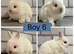 Netherland Dwarf Baby Bunnies
