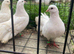 Fantail pigeons