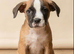 Boxer mix bulldog puppies