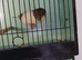 Gloster canary