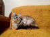 Stunning maincoon for sale