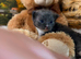 Ragdoll blue mitted kittens born 10/07/26