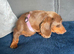 Miniature dachshund 2 year old bitch