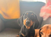 Beautiful black & tan female msh dachshund