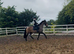15hh Dun Andalusian