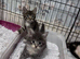 7 beautiful kittens ready for loving homes