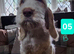 Italian Spinone