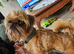 Brussels griffon adult