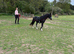 Welsh sec A colt rising 2 *read add*