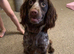 2 year old cocker spaniel