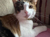 Female Calico cat