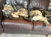 9 month old Macedonian shepherd