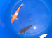 koj carp for sale