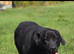 Beautiful 10 month Female Lab