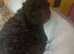 Beautiful Toy poodle puppies.