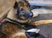 GERMAN SHEPHERD × GERMAN SHORTHAIRED POINTER PUPPIES