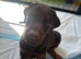 European Doberman Puppies