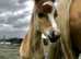 stunning sooty palomino pony