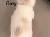 2 left Seal bicolour & seal point ragdolls