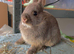 Netherland Dwarf purebred baby Rabbits