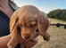 Labrador x sprocker puppies for sale