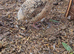Quail