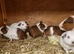 Baby boy guinea pig