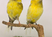 Proven Crested Canary pair canary