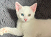 6 month old white kitten