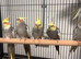 Various Stunning Young Cockatiels