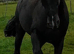 BLACK Beautiful 15.1 gelding