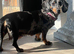 Miniature dachshund female
