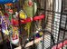 9 month old alexandrine and cage