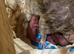 Newborn Baby Rats (Rex Dumbo - Russian Blue Double Rex cross Siamese Dumbo)